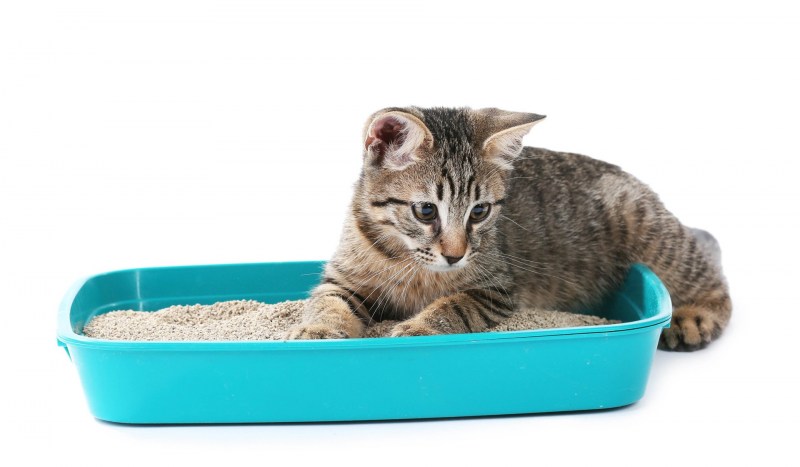 Лоток для котят