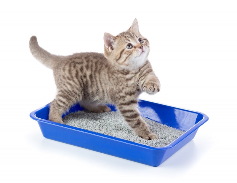 Лоток для кота