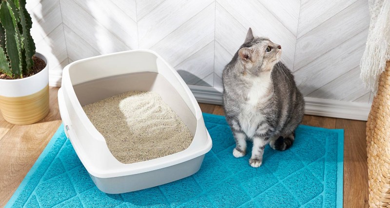 Смешной кошачий лоток