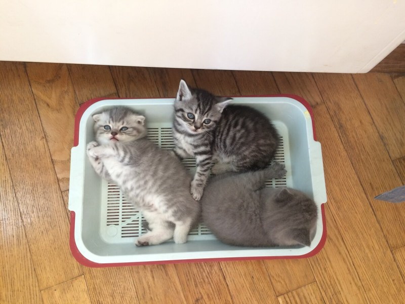 Кошки и котята на лотке