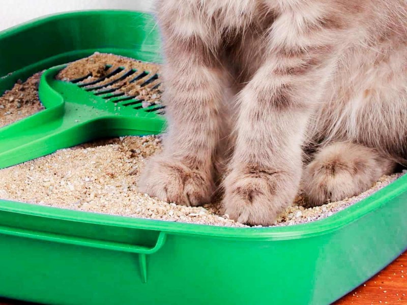 Приучить кота кладку