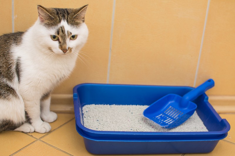 Приучить котенка к лотку