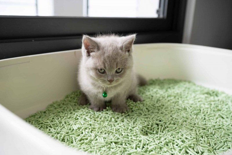 Лоток для кота