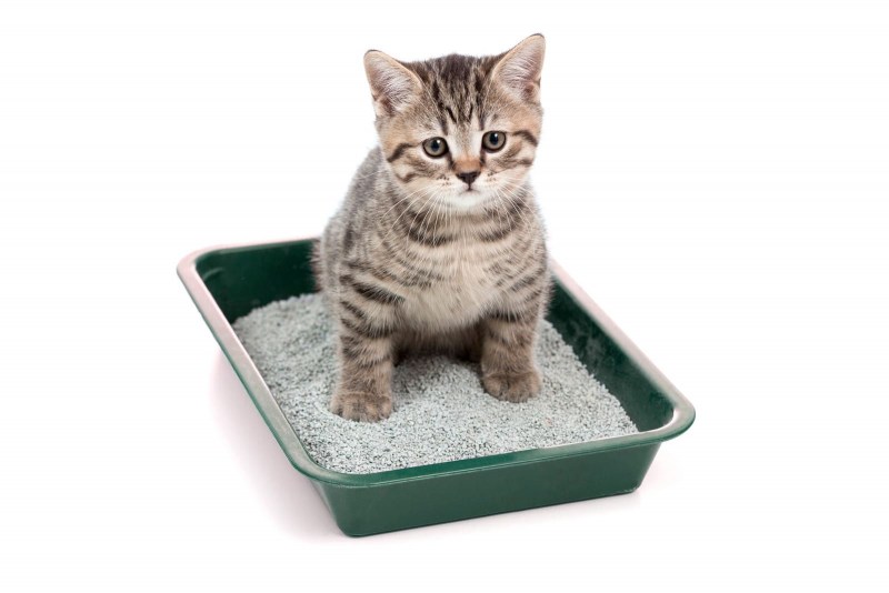 Лоток для котят