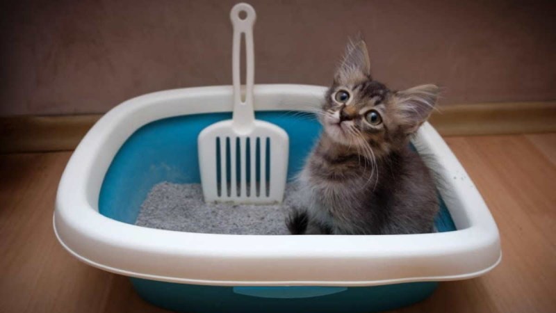 Приученных котят