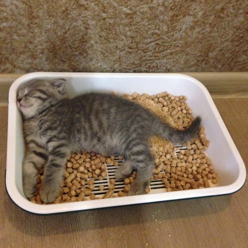 Приучить котенка к лотку
