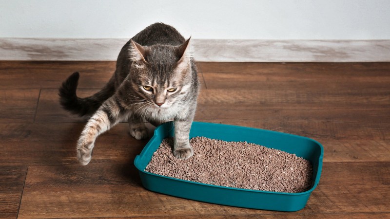Лоток для котят