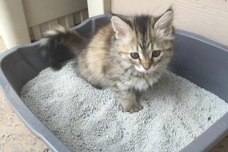 Лоток для кота