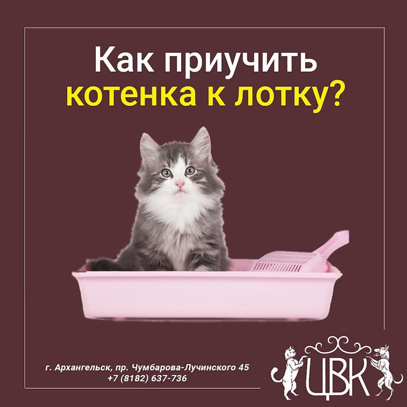 Порода кошек которая быстро приучится к лотку