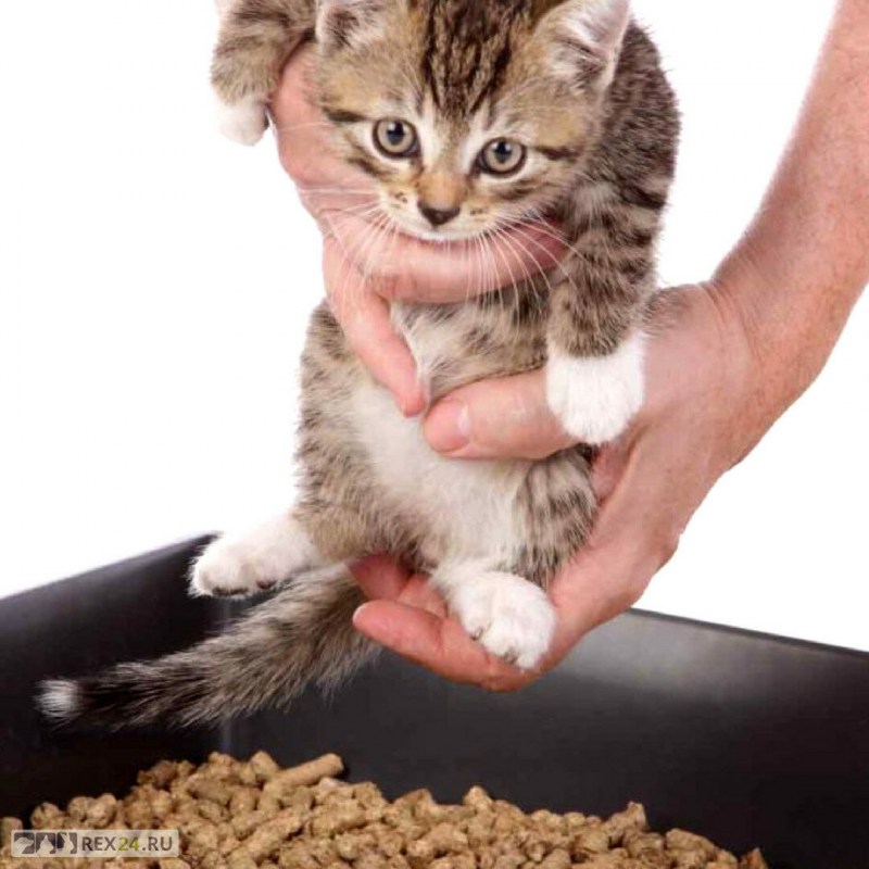 Лоток для кошек