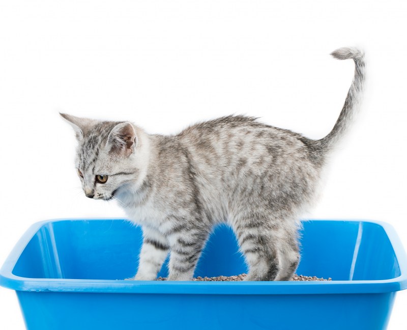 Лоток для котят маленький