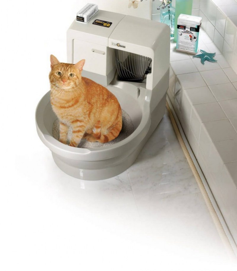 Приучить котенка к лотку