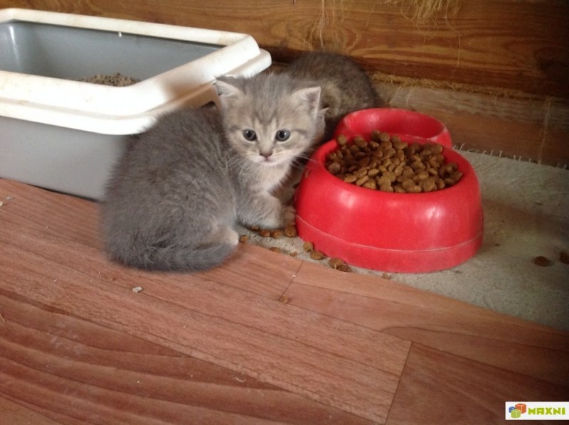 Лоток для кота