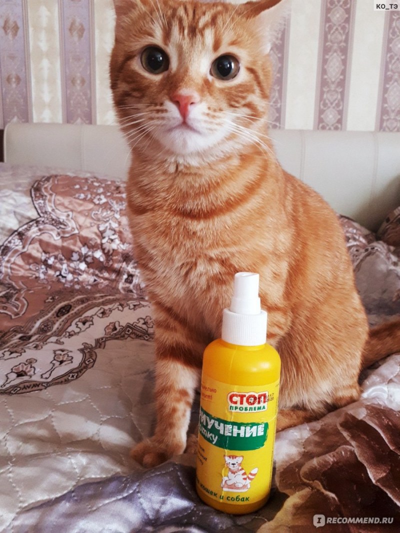 Приучение кошки к лотку