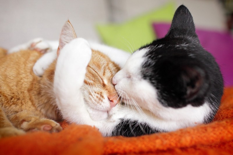 Влюбленные котики