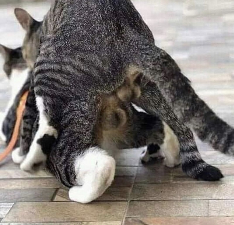 Кот лижет