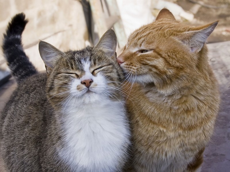 Кошки любовь
