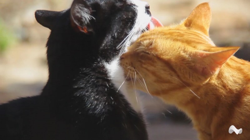 Котик лижет