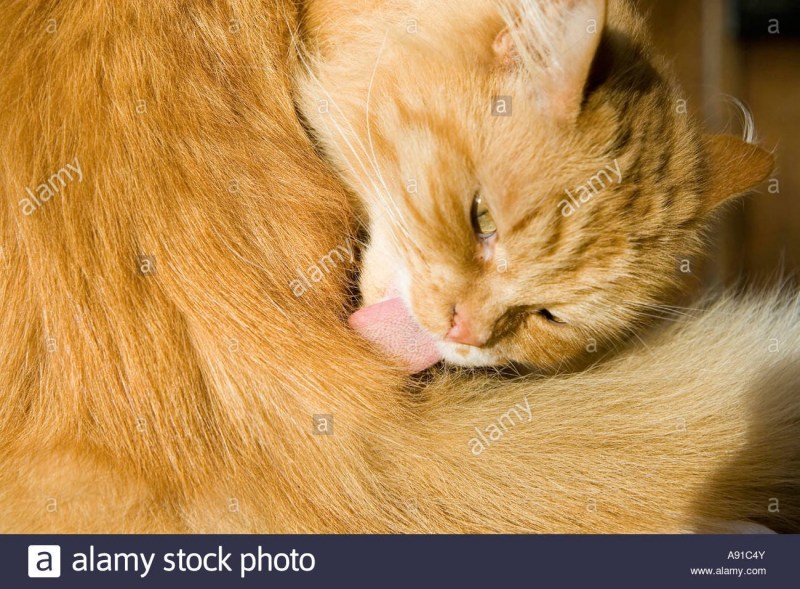 Коты вылизываются