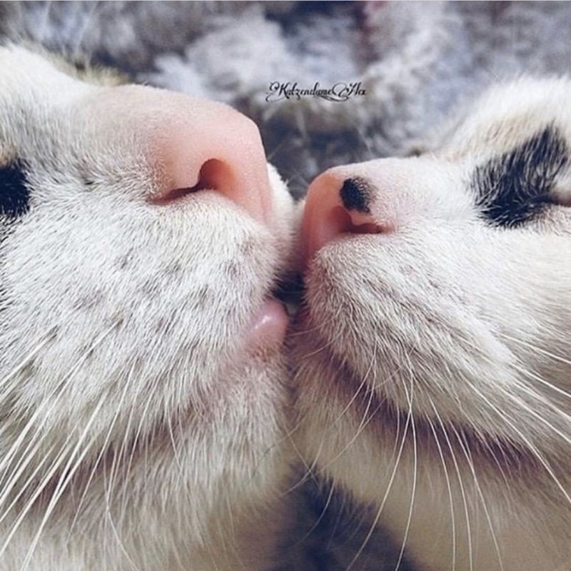 Котик целует