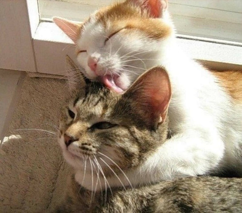 Коты облизывают друг друга