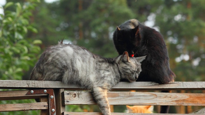 Влюбленные кошки