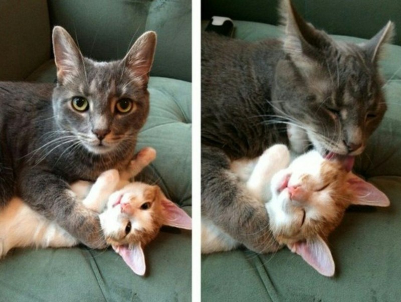 Коты друг на друге