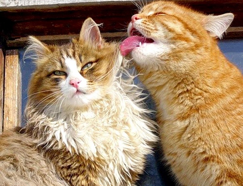 Кот Весна