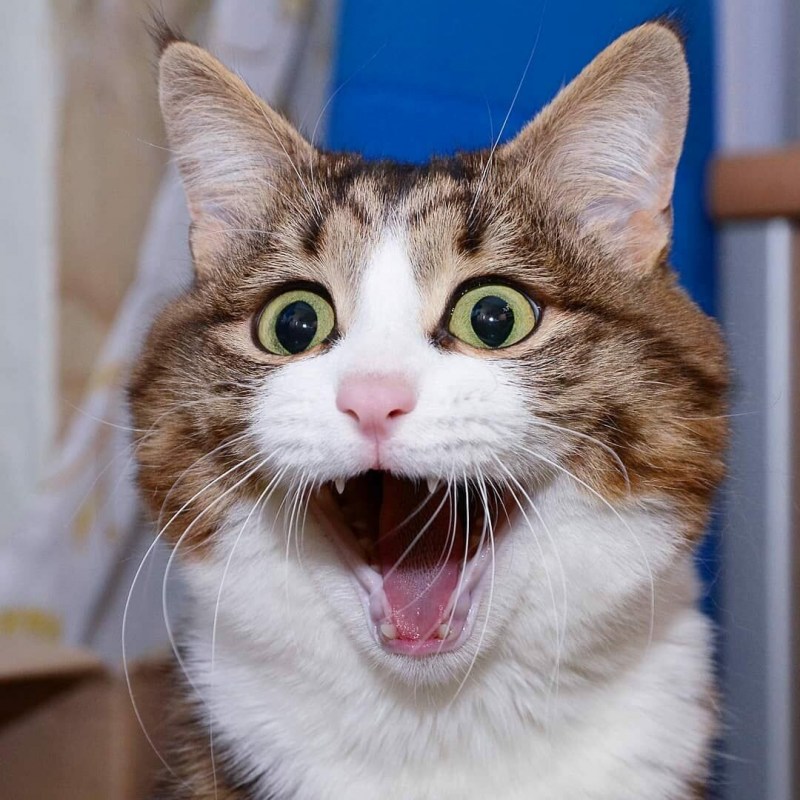Смешной кот