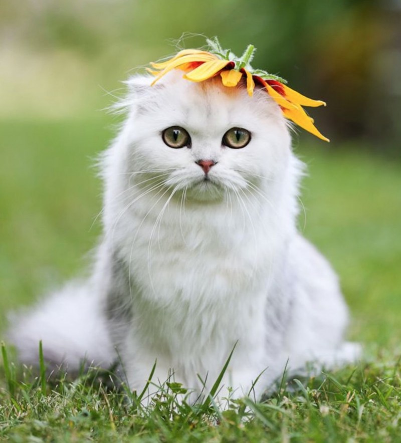 Радостная кошка