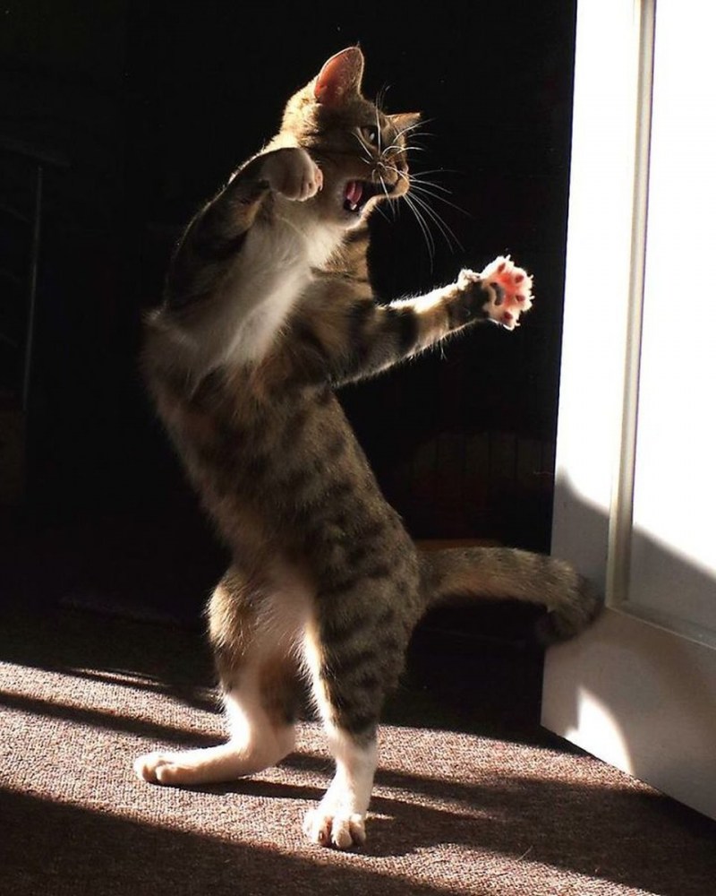 Танцующие кошки