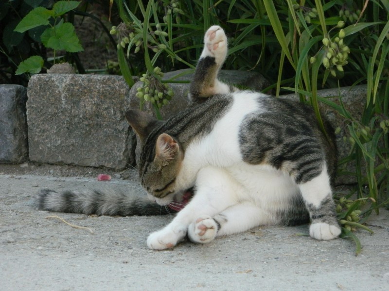 Кошка умывается