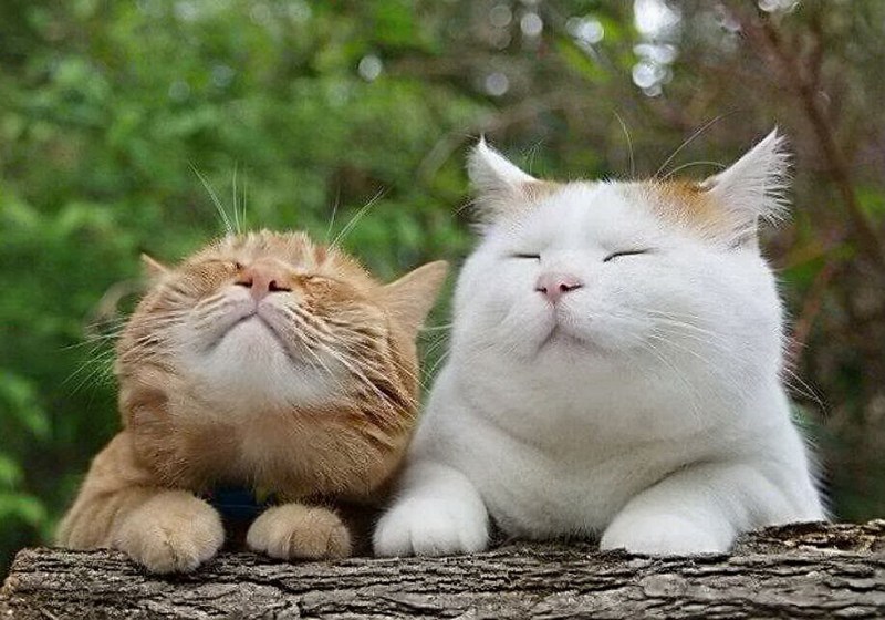 Радостный котик