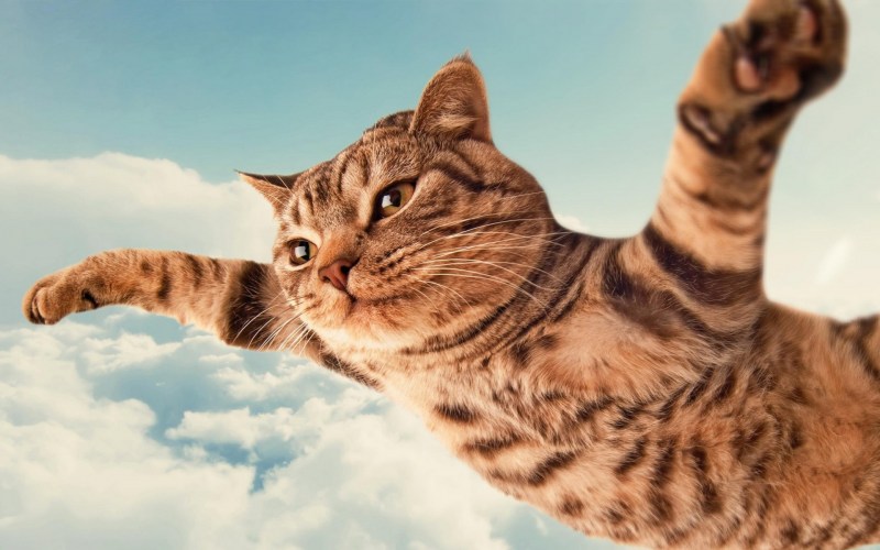 Летающий кот