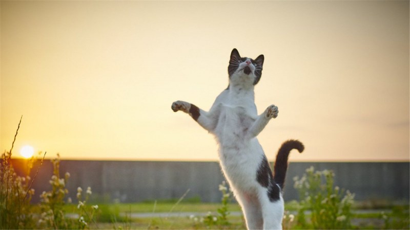 Коты радуются
