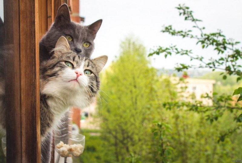 Кот радуется весне