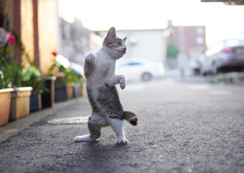 Котик танцует