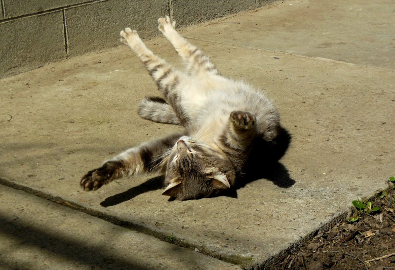 Кот радуется солнышку