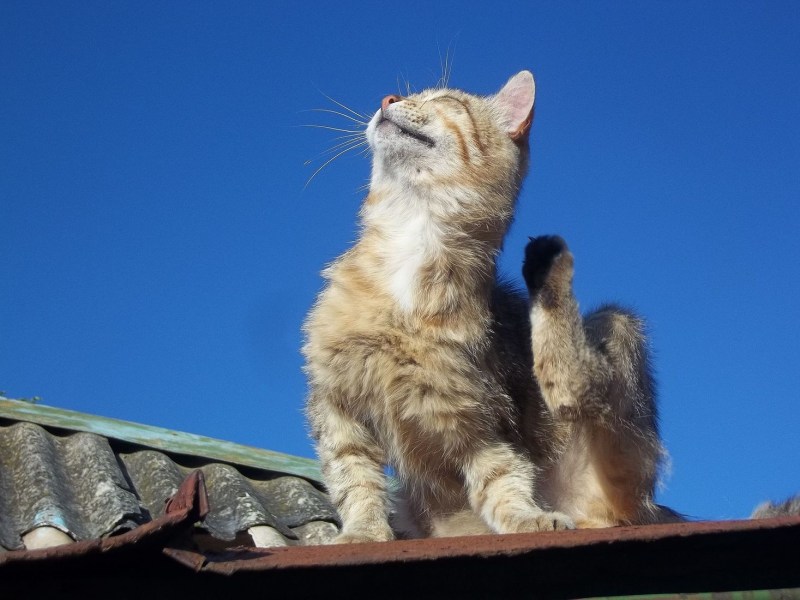 Коты греются на солнышке