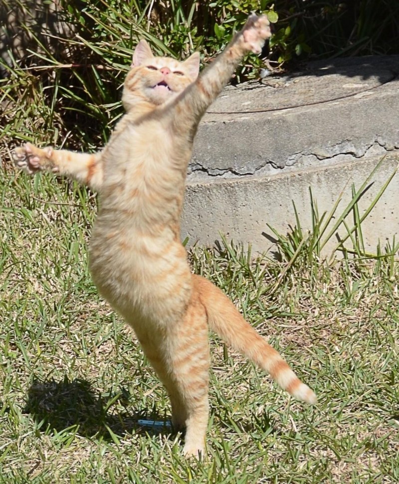 Радостный кот