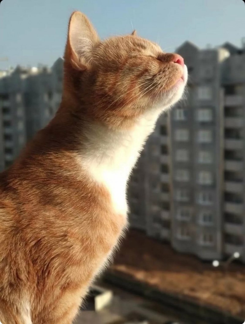 Солнечная кошка