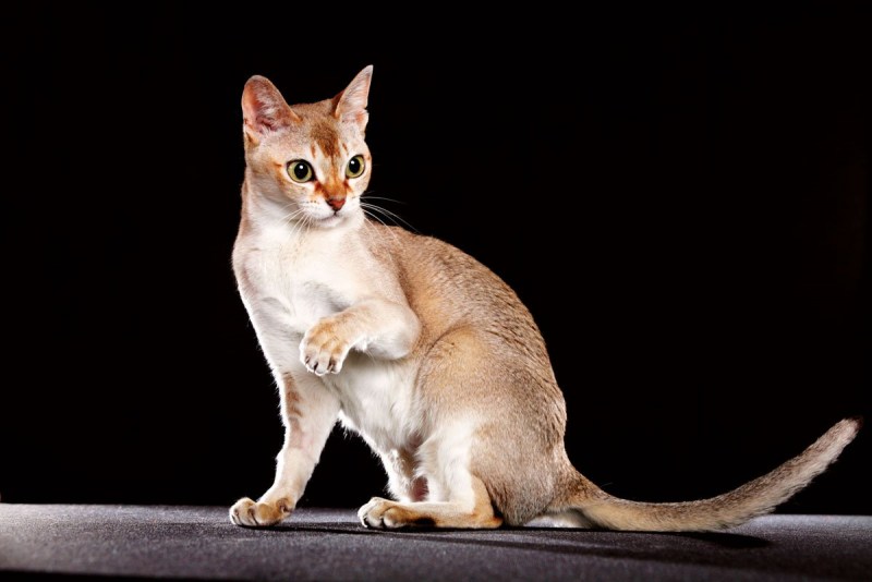 Сингапурская кошка