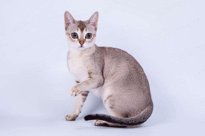 Сингапурская кошка