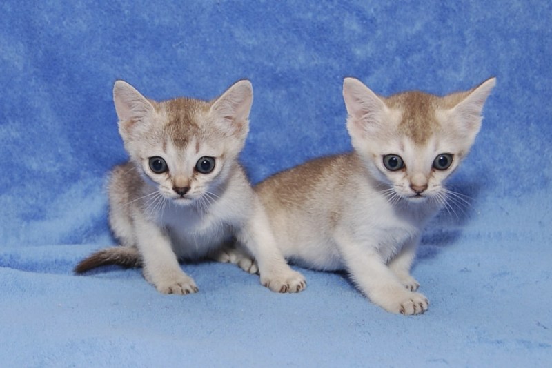 Сингапурская кошка