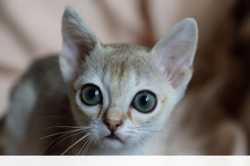 Фото сингапурских котят