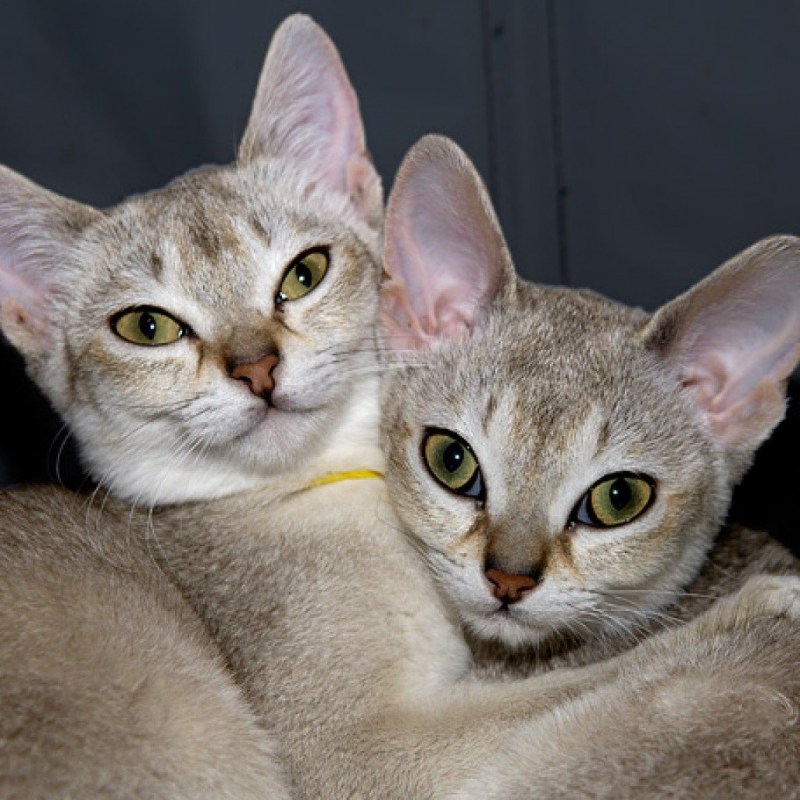 Сингапурская кошка котята