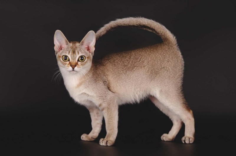 Кошки породы Сингапура