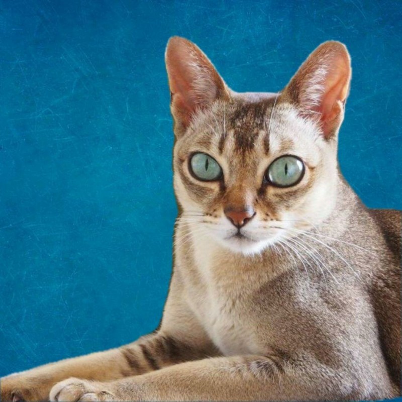 Кошки породы Сингапура