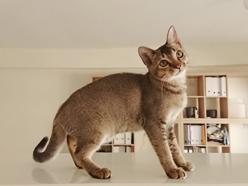 Котята породы Сингапура
