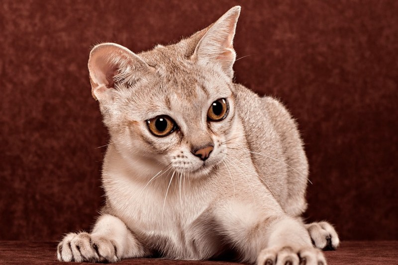 Кошки породы Сингапура